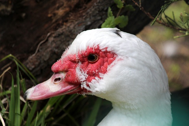 来的希望 来的希望